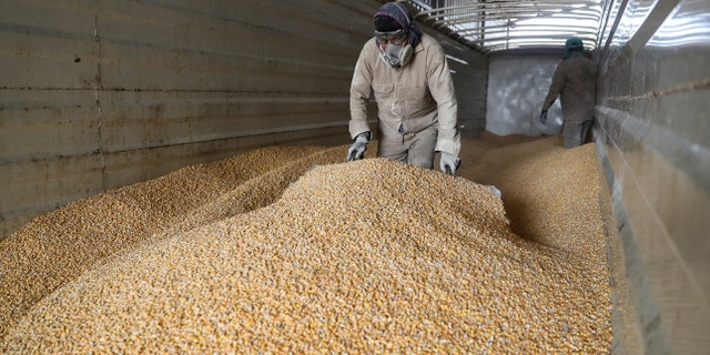 Mexico corn