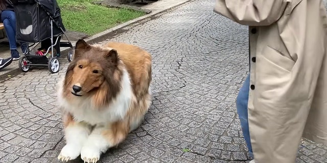 Man Spends $14k On Realistic Collie Costume In Viral Video, Lashes Out 