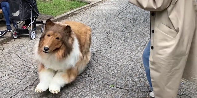 Collie
