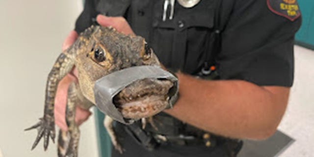 Exeter Township Police Department alligator