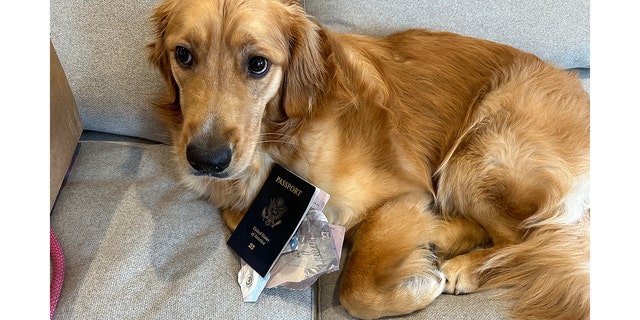 Passport-eating dog