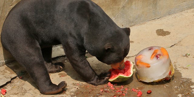 A sun bear eating watermelon