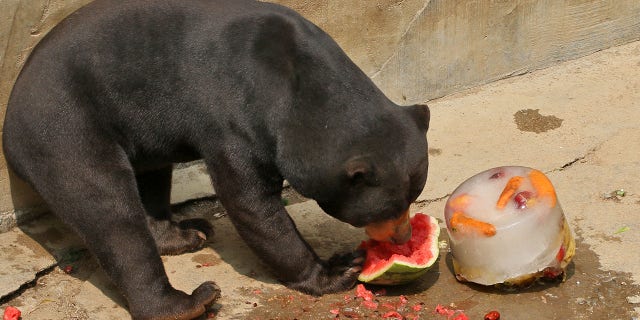 A sun bear eating watermelon
