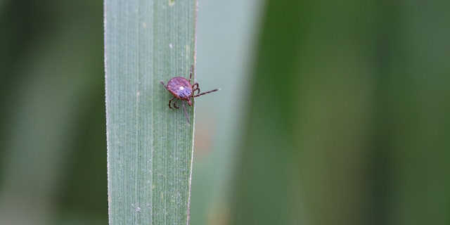 A tick on a leaf