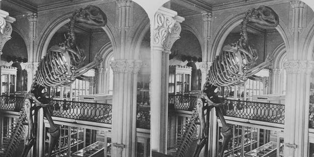 dino skeleton at early smithsonian museum