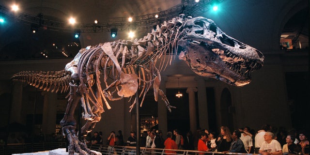 Sue the dinosaur on display