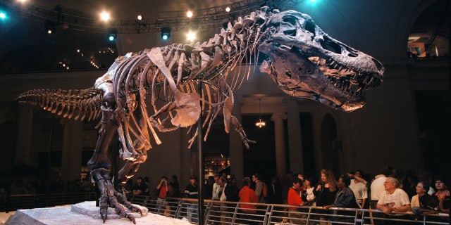 Sue the dinosaur on display