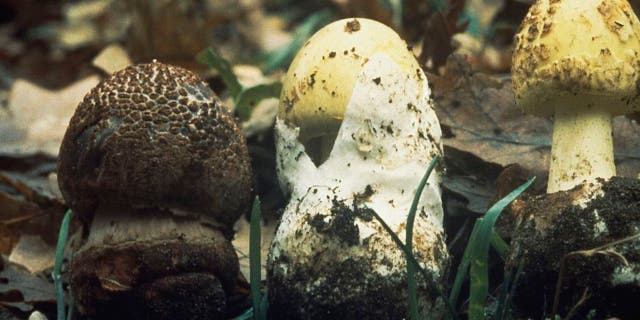 Various mushrooms that look similar including the deadly death cap variety