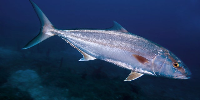 Greater Amberjack