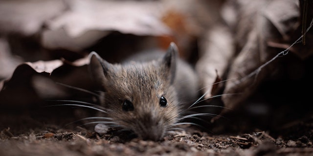 Field mouse