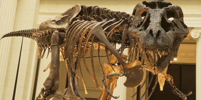 dinosaur skeleton