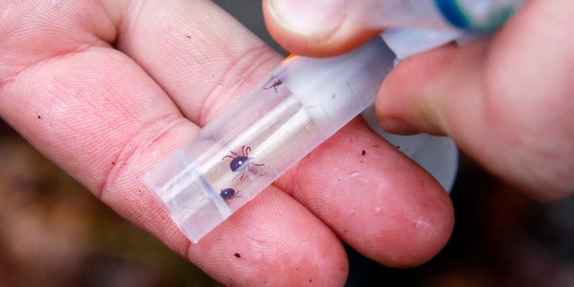 Ticks in a vessel