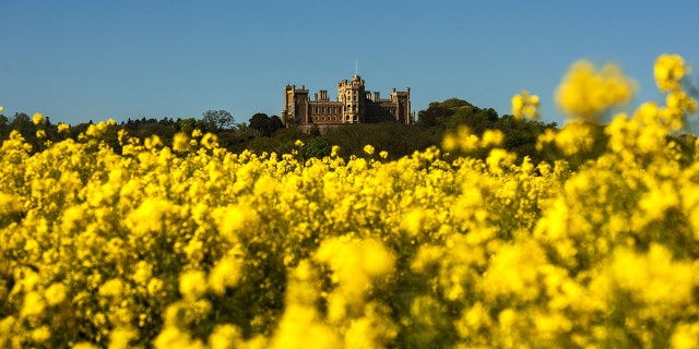 Rapeseed fields in front of Belvoir Castle, Leicestershire