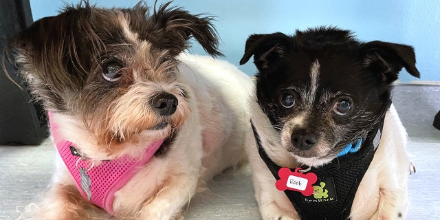 Adoptable senior dogs
