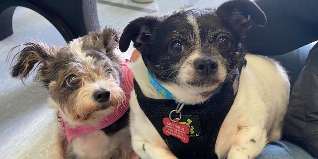 Adoptable dogs