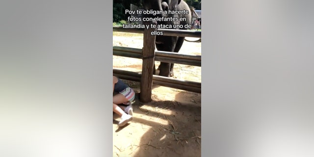 Elephant photo gone wrong