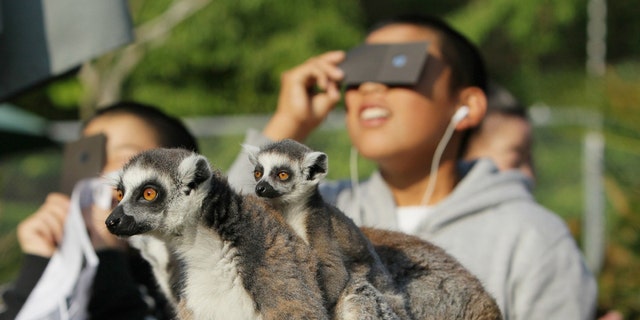 Halka kuyruklu lemurlar