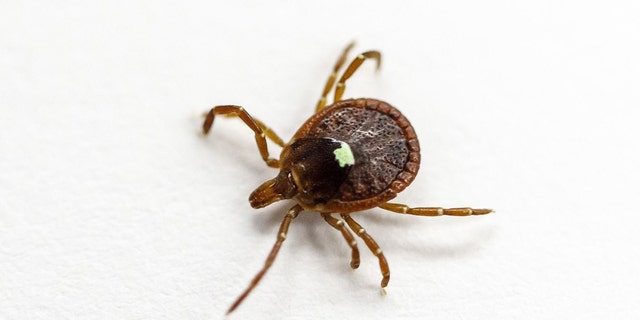 A live specimen of the lone star tick