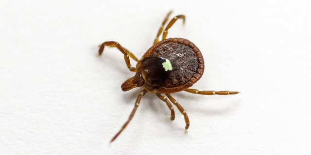 A live specimen of the lone star tick