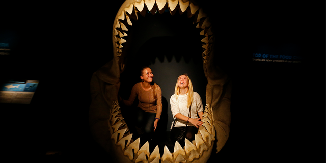 Women inspect Megalodon bones