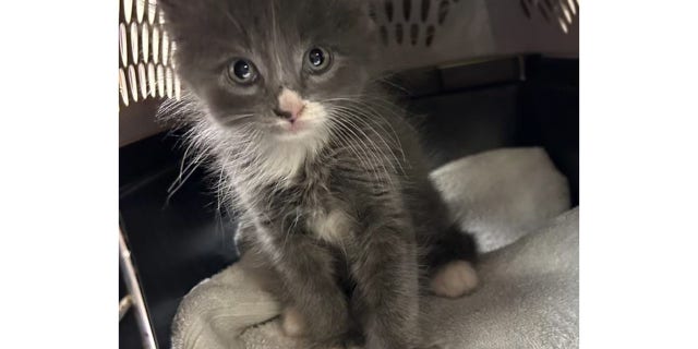 Cat found in suspected stolen vehicle in Connecticut