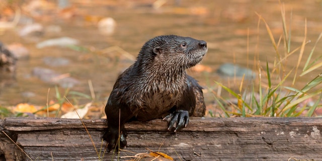 North American River Otter