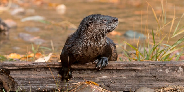North American River Otter