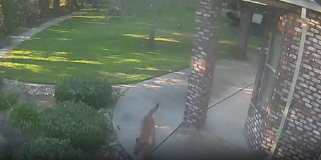 California dog chases cougar