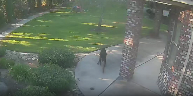 A dog chases a cougar in California