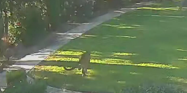 California cougar runs away