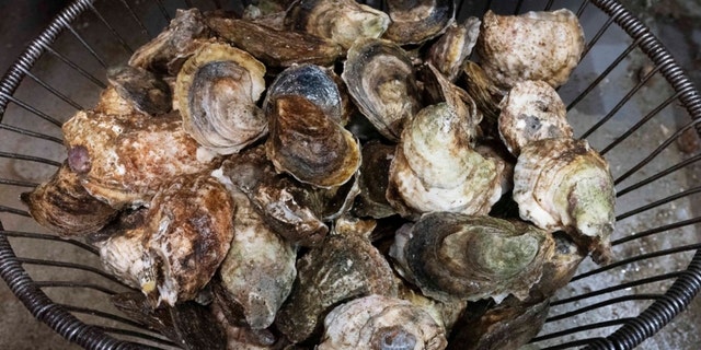 A basket of oysters