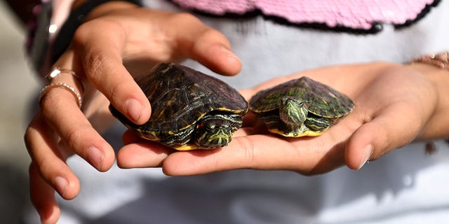 Woman holding pet turtles