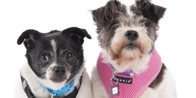 Adoptable dog