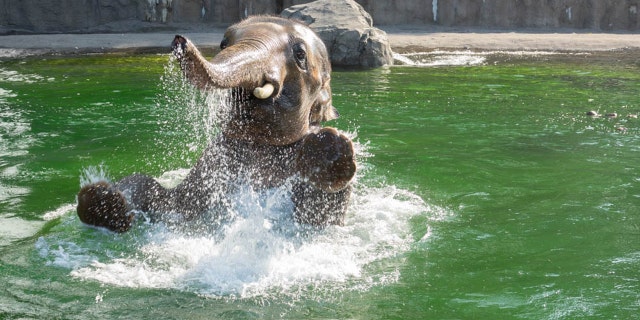 Asian elephant Samudra hops in water with his front legs in air.