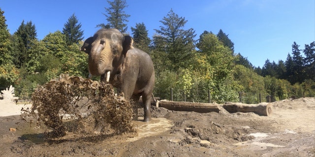 Asian elephant Samudra walks around enclosure.