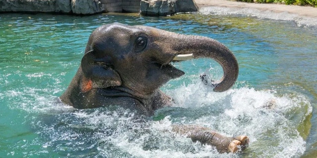 Asian elephant Samudra splashes in water.