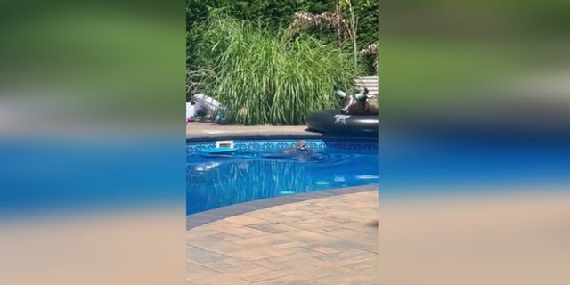 Long Island owl stuck in swimming pool