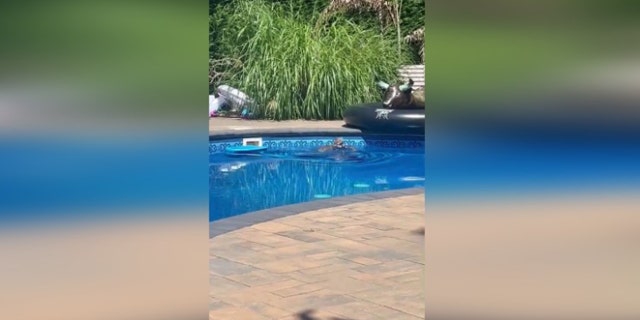 Long Island owl stuck in swimming pool