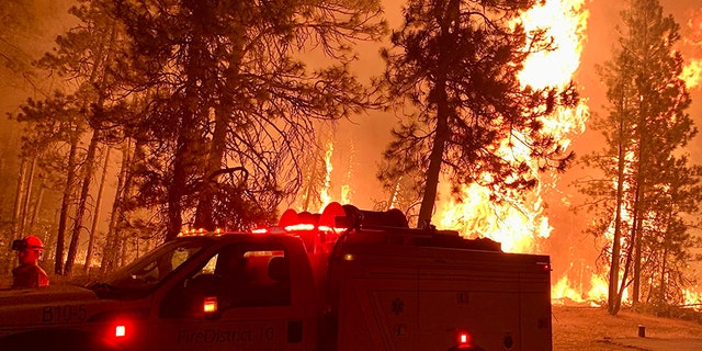 Gray fire burning in forest