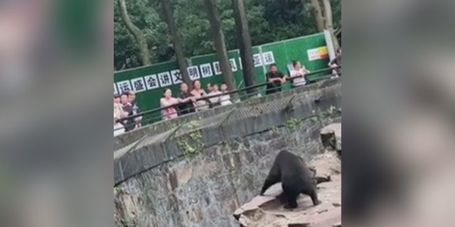 A sun bear (or human?) on all fours