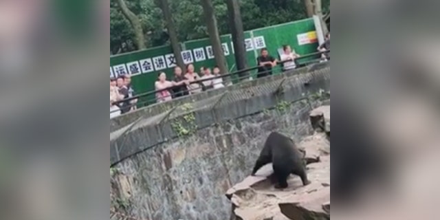 A sun bear (or human?) on all fours