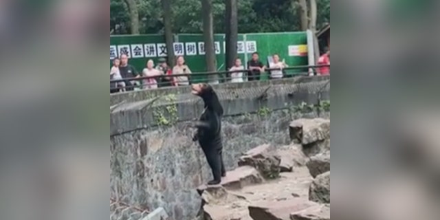 A bear standing on its hind legs