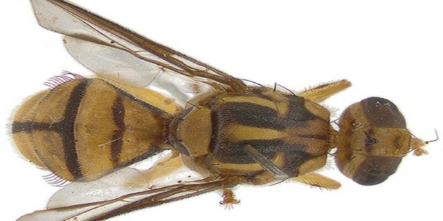 Tau fruit fly