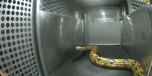 Python