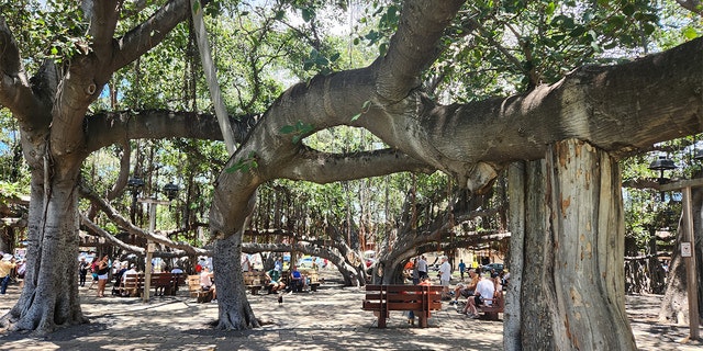 lahaina banyan tree