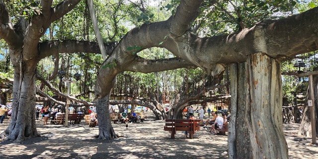 lahaina banyan tree