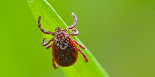 A tick on a blade of grass