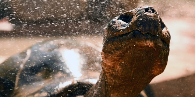 A Galapagos Tortoise is prayed with water in Arizona