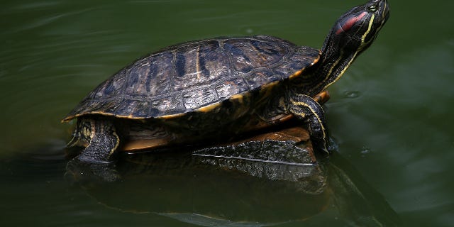 Turtle sits on rock