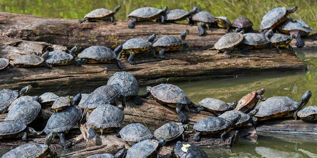 Turtles rest on logs in water